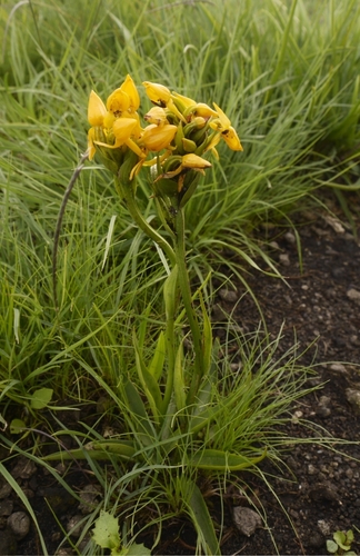 Platycoryne crocea — photo