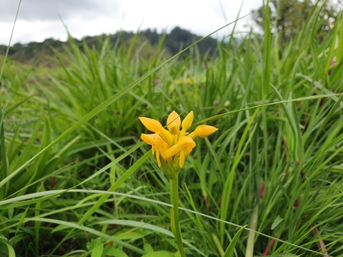 Platycoryne crocea