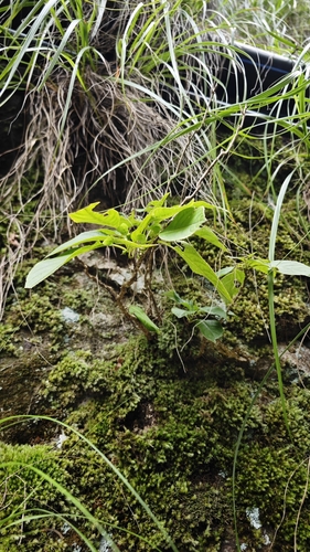 Platycrater arguta (Tea-of-heaven) — photo