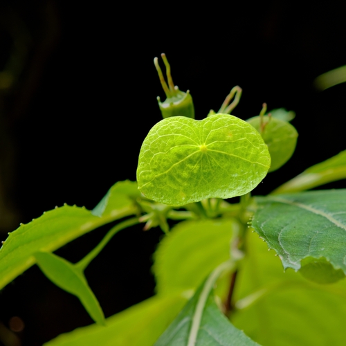 Platycrater arguta (Tea-of-heaven) — photo