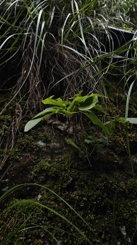 Platycrater arguta