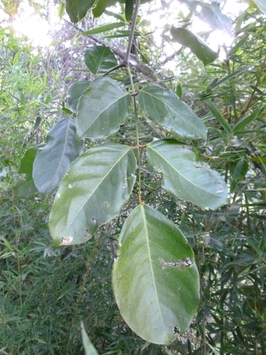 Platymiscium pinnatum (Swamp macawood) — photo