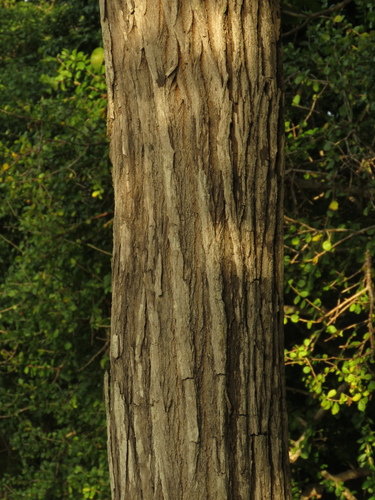 Platymiscium pinnatum (Swamp macawood) — photo