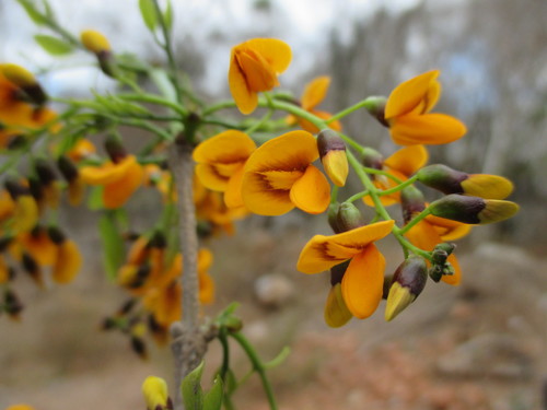 Platymiscium pinnatum