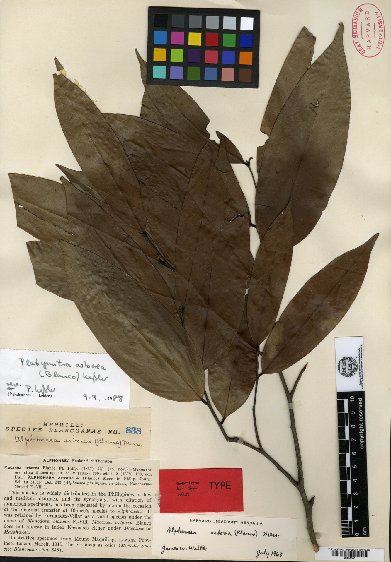 Platymitra arborea (Bolon) — photo