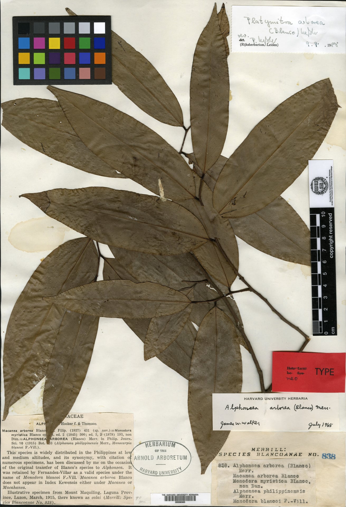 Platymitra arborea