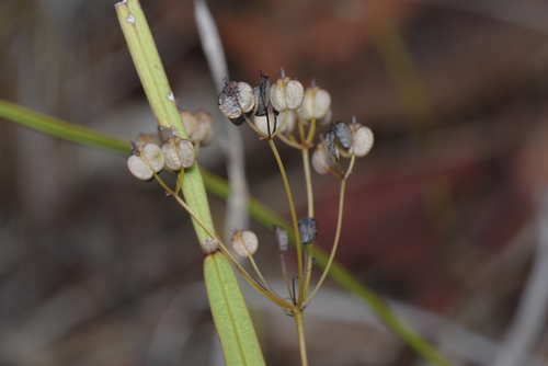 Platysace cirrosa (Kahno) — photo