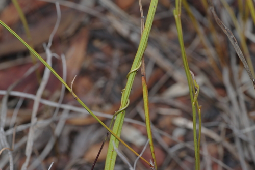 Platysace cirrosa (Kahno) — photo
