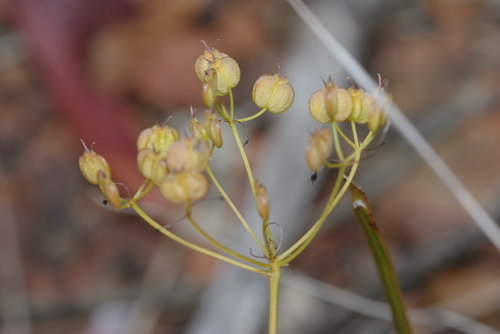Platysace cirrosa