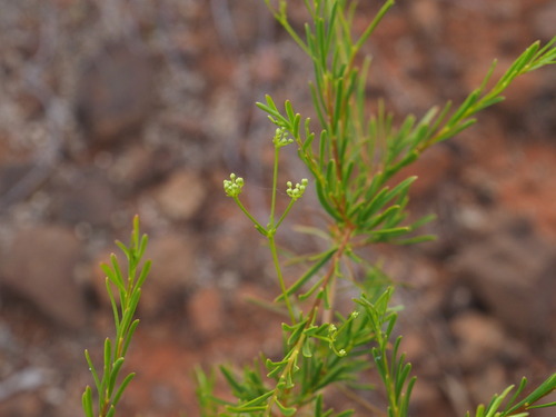 Platysace maxwellii (Round yam) — photo