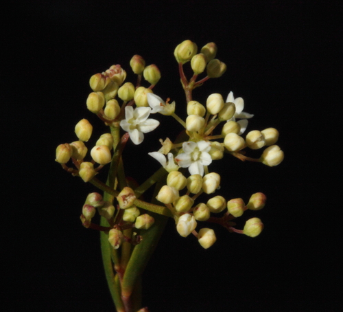Platysace maxwellii