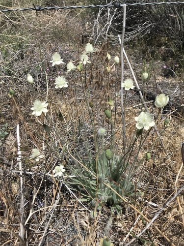Platystemon californicus (Californian poppy) — photo