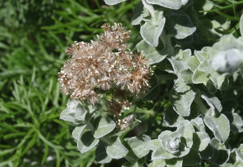 Plecostachys serpyllifolia (Hottentot tea) — photo