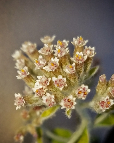 Plecostachys serpyllifolia (Hottentot tea) — photo