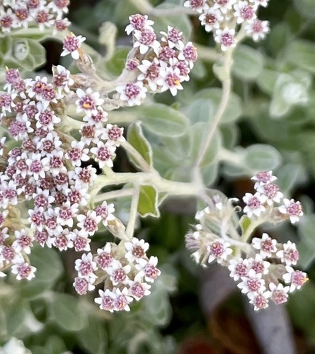 Plecostachys serpyllifolia