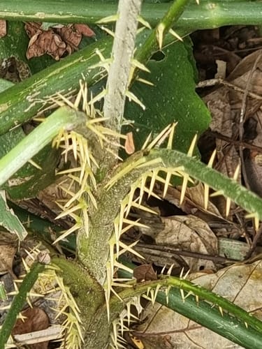 Plectocomia elongata (Giant rattan) — photo
