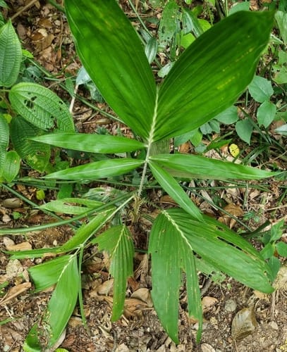 Plectocomia elongata (Giant rattan) — photo