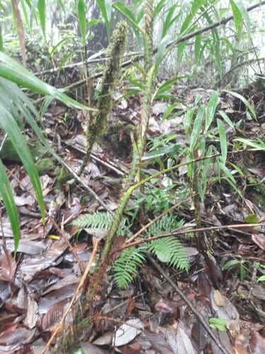 Plectocomia himalayana (Patsha) — photo
