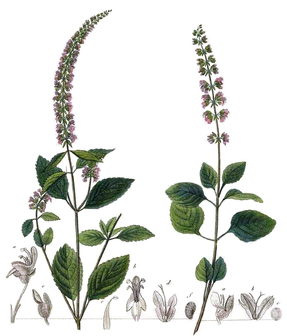 Plectranthus africanus