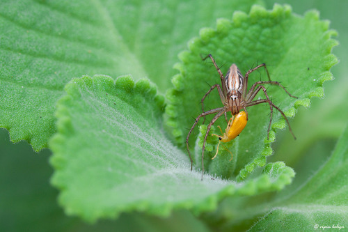 Plectranthus amboinicus (Indian borage) — photo