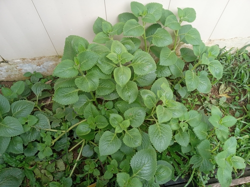 Plectranthus amboinicus (Indian borage) — photo