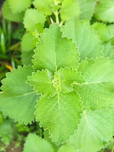 Plectranthus amboinicus