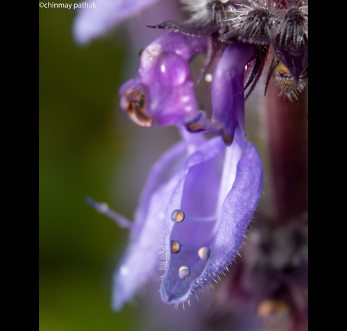 Plectranthus barbatus (Indian coleus) — photo