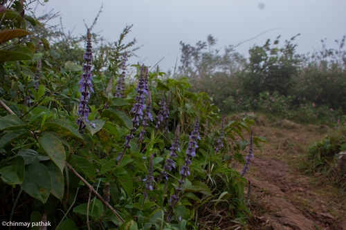 Plectranthus barbatus (Indian coleus) — photo