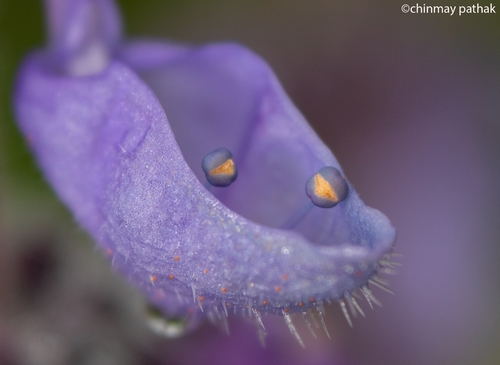 Plectranthus barbatus