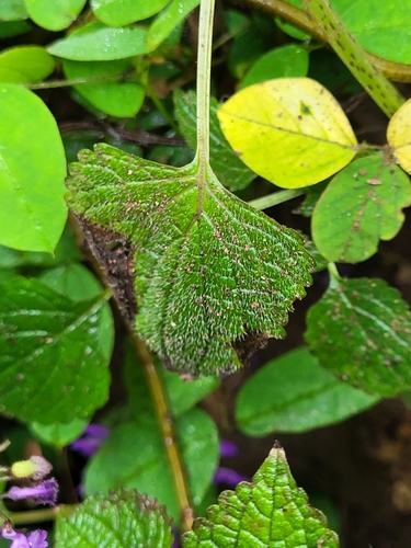 Plectranthus bojeri — photo