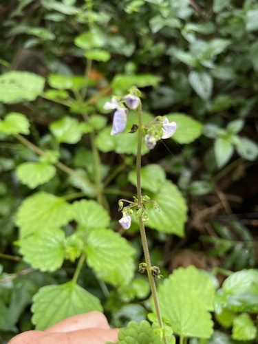 Plectranthus bojeri — photo