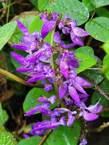 Plectranthus bojeri