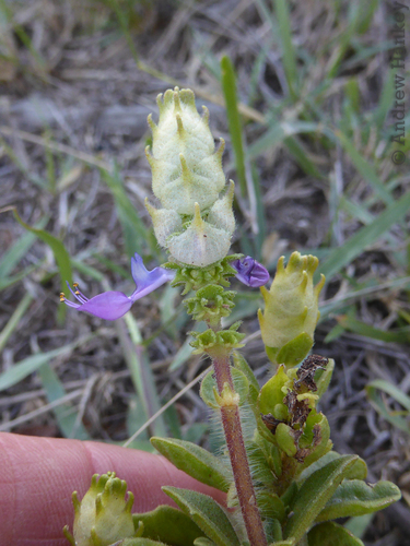 Plectranthus caninus (Dogbane) — photo