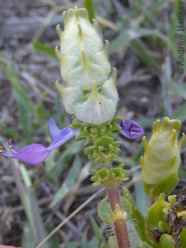 Plectranthus caninus (Dogbane) — photo