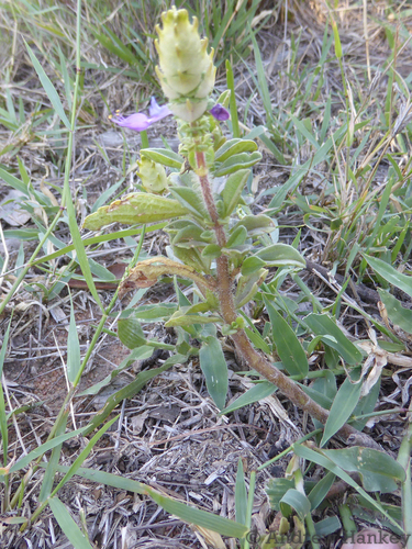 Plectranthus caninus
