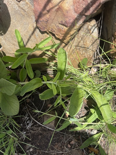 Plectranthus esculentus (Kaffir potato) — photo