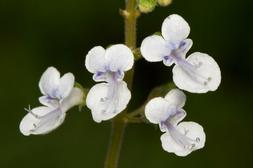 Plectranthus forsteri (Lata) — photo