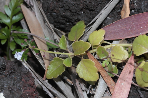 Plectranthus forsteri (Lata) — photo