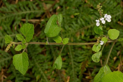 Plectranthus forsteri