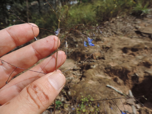 Plectranthus gracillimus — photo