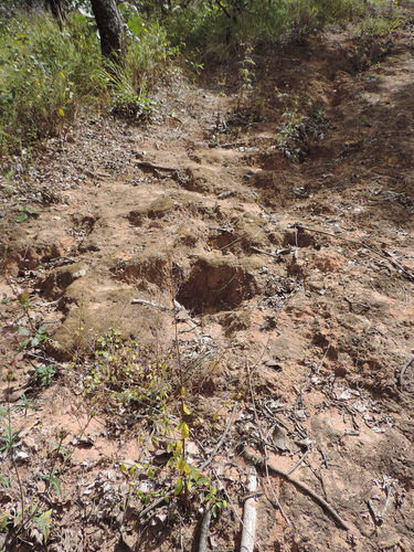 Plectranthus gracillimus — photo