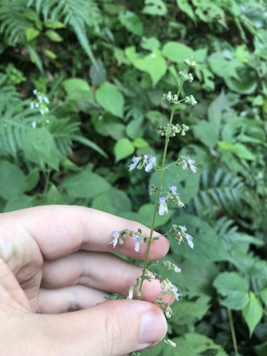 Plectranthus japonicus (Hiki-Okosi) — photo