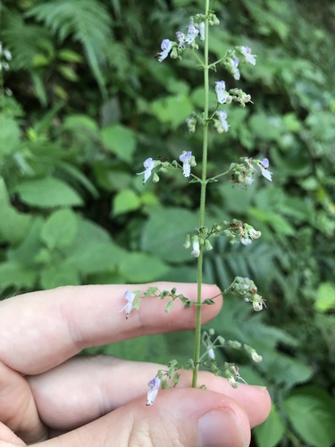 Plectranthus japonicus (Hiki-Okosi) — photo