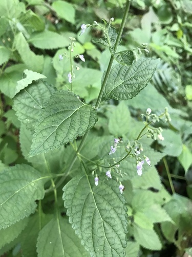 Plectranthus japonicus