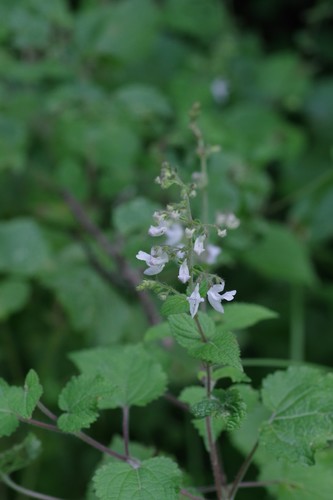 Plectranthus laxiflorus (Citronella spur-flower) — photo