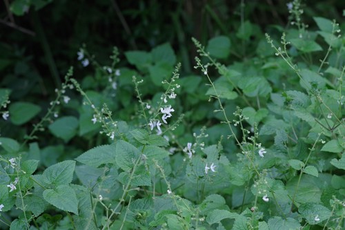 Plectranthus laxiflorus (Citronella spur-flower) — photo
