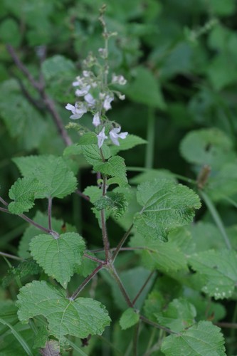 Plectranthus laxiflorus