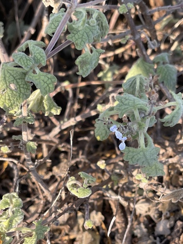 Plectranthus madagascariensis — photo