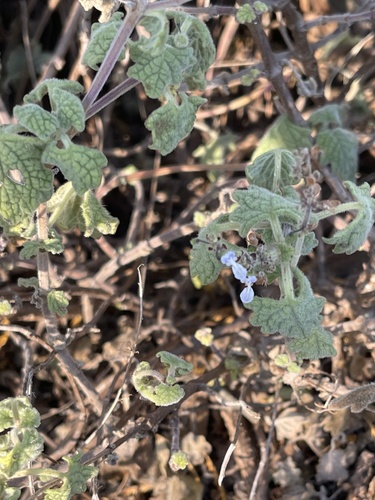 Plectranthus madagascariensis — photo