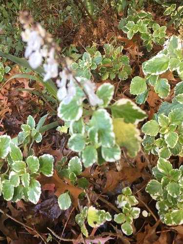 Plectranthus madagascariensis